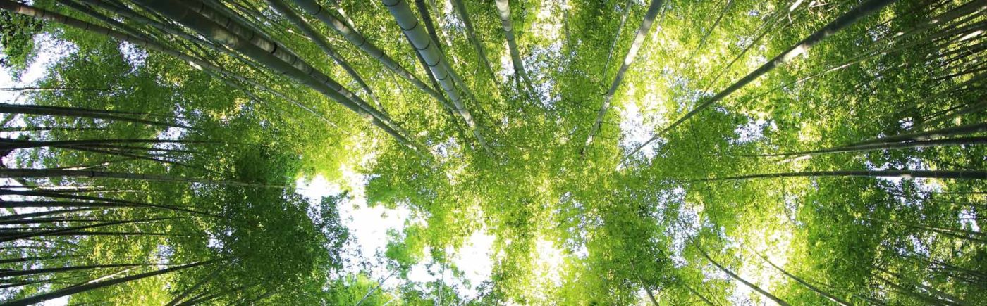 Wasser-filterkartuschen-riva-alva-nachwachsende-rohstoffe