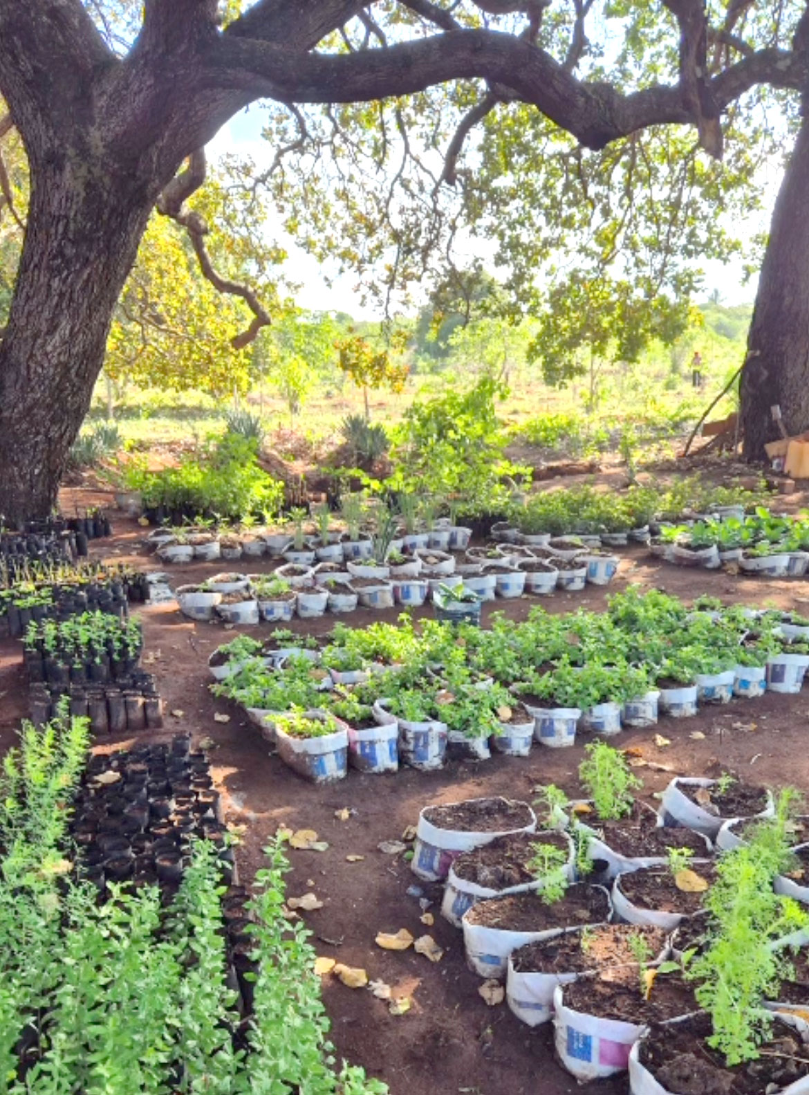 riva Wasserfilter Tansania Organica Life